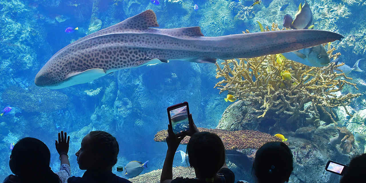 Don Temple Donates to the Aquarium of the Pacific